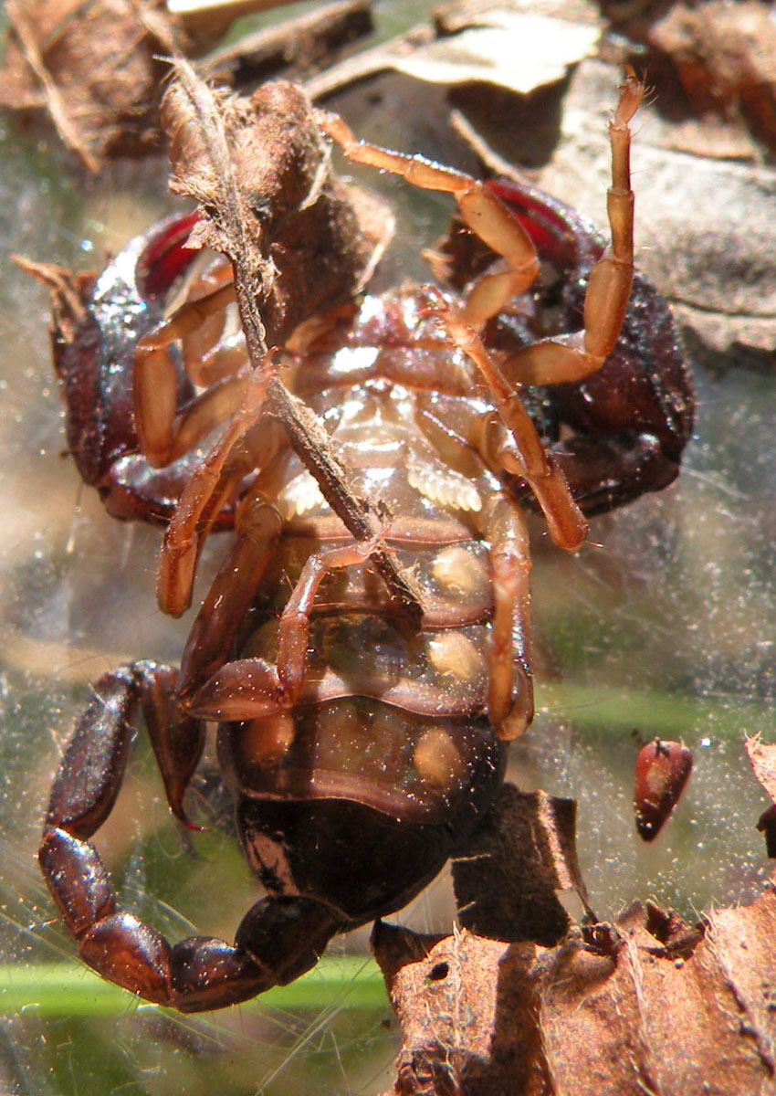 Euscorpius concinnus